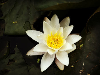 Close-up of lotus water lily