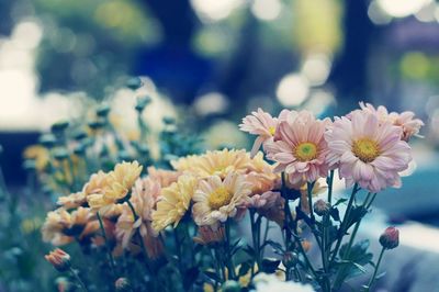 Close-up of yellow flowers blooming outdoors