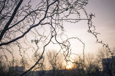 Low angle view of silhouette tree against sky during sunset