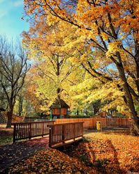 Trees and leaves during autumn against sky