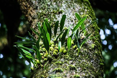 Close-up of fresh green plants