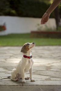 Young jack russell terrier looking up and waiting to be fed outdoors.