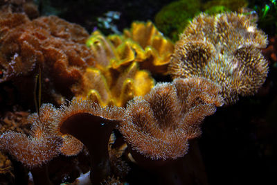 Close-up of coral in sea