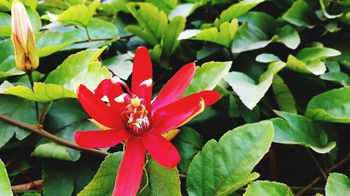 Close-up of red flowering plant