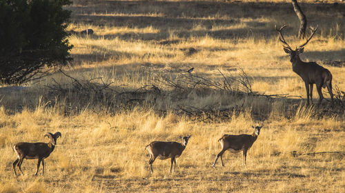 Deer on field