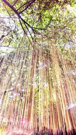 Low angle view of bamboo trees in forest