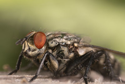 Close-up of fly