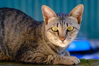 Close-up portrait of a cat