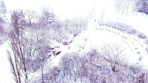 Bare trees on snow covered landscape