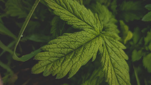 Close-up of green leaves