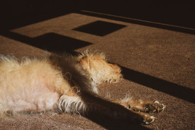 High angle view of cat sleeping