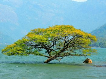 Reflection of trees in water