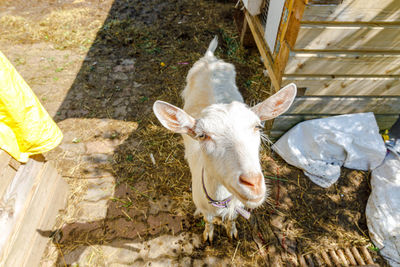 Close-up of goat