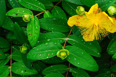 Close-up of wet leaves