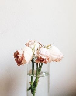 Close-up of wilted flowers against white background