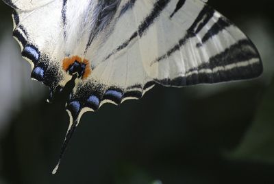 Close-up of butterfly on leaf