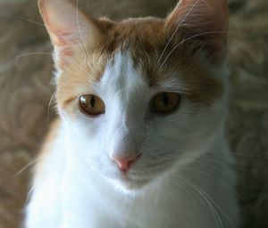 Close-up portrait of cat