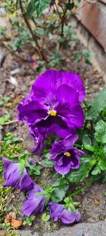 Close-up of purple flowering plants