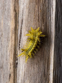 Close-up of insect on tree trunk