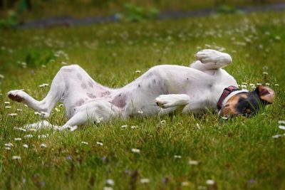 Ratonero bodeguero andaluz stretching on grassy field