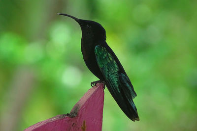 Close-up of humming-bird perching on wood