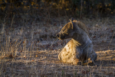 Hyena sitting on land