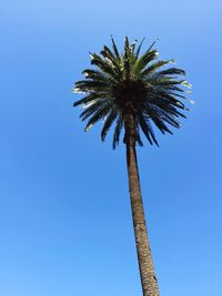 Low angle view of palm tree against clear blue sky