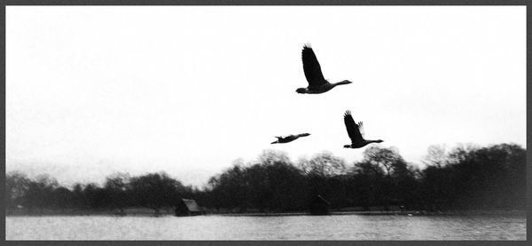 Bird flying over water