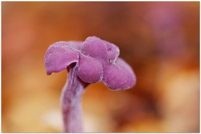 Close-up of purple flower