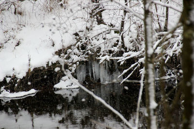 Trees on snow covered landscape