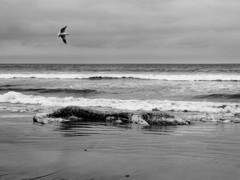 Seagulls flying over sea