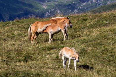 Horse feeding foal on grassy field