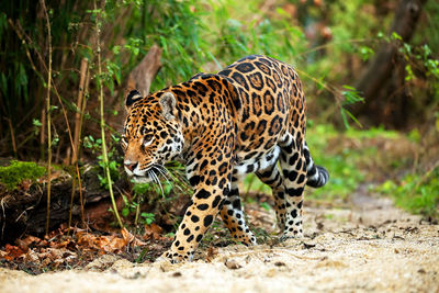 Close-up of leopard walking in forest