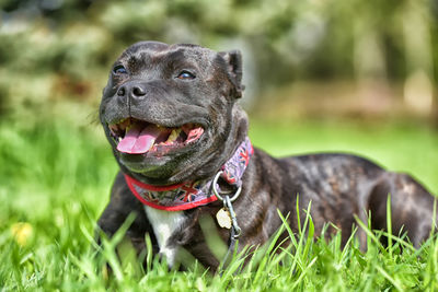 Close-up of a dog looking away