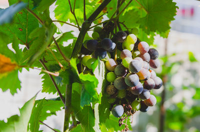 Close-up of grapes hanging on tree