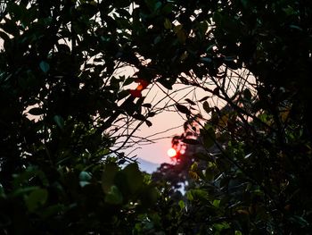 Low angle view of flowering tree against sky