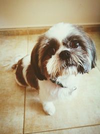 Close-up portrait of dog