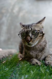 Portrait of cat on grass