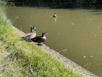 High angle view of birds in lake