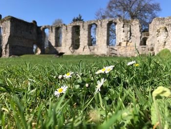 Flowers growing on field against stone wall