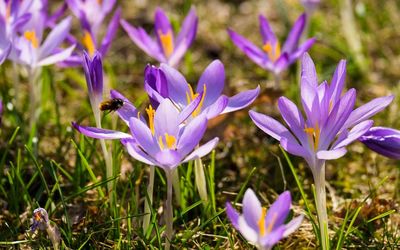 Close-up of purple crocus blooming on field