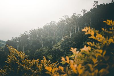 Yellow flowering plants by trees against sky