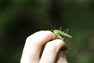 Close-up of insect on hand