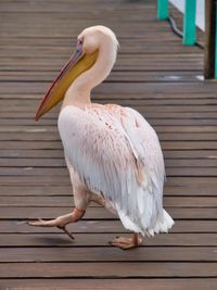 Close-up of pelican perching on wood