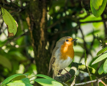 Close-up of bird perching on tree