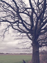 Bare tree on field against sky