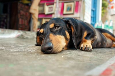 Sad dog lying on street