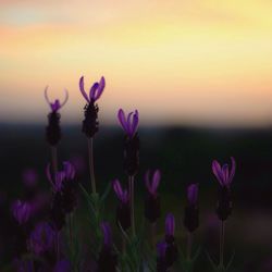 Close-up of pink flowers blooming in field