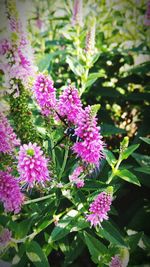 Close-up of pink flowers