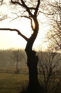 Bare trees on landscape at sunset